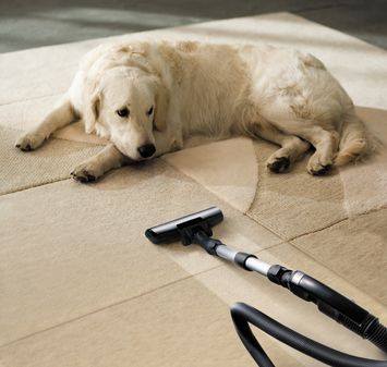 Dog-proof Kitchen Floor Ideas